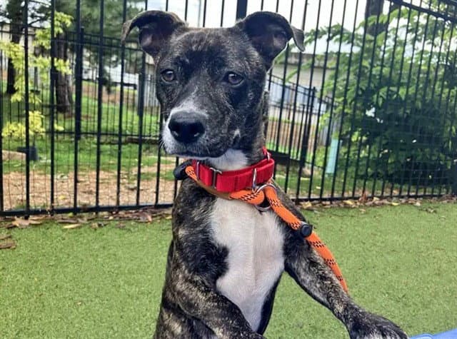 Gia - Terrier