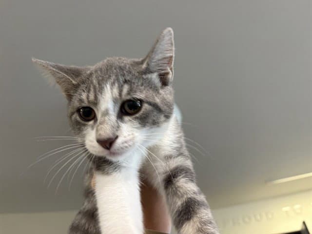 Yeya - Domestic Short Hair