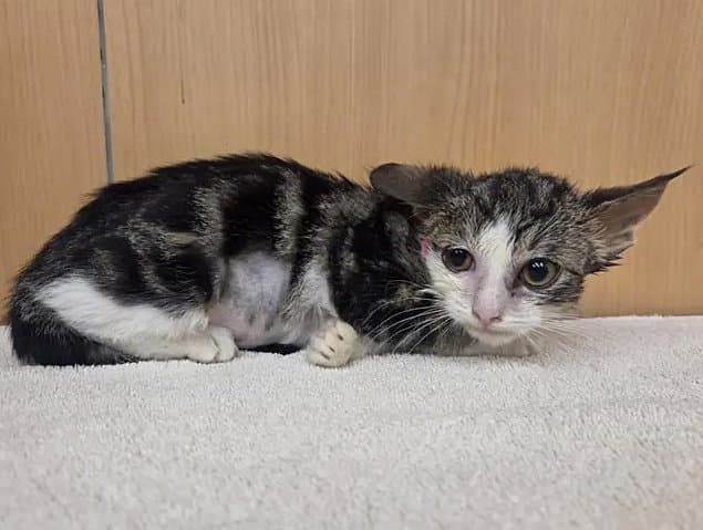 Uhura - Domestic Short Hair