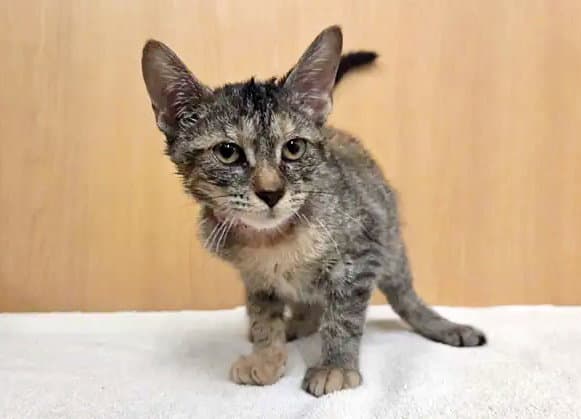 Starfire - Domestic Short Hair