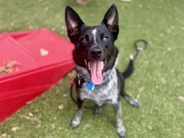 Oreo - Australian Shepherd
