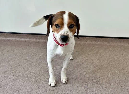 Todd - Beagle