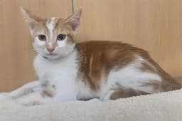 Peanut image 1