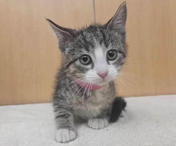 Raisin - Domestic Short Hair