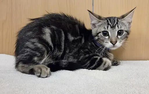 Eros - Domestic Short Hair