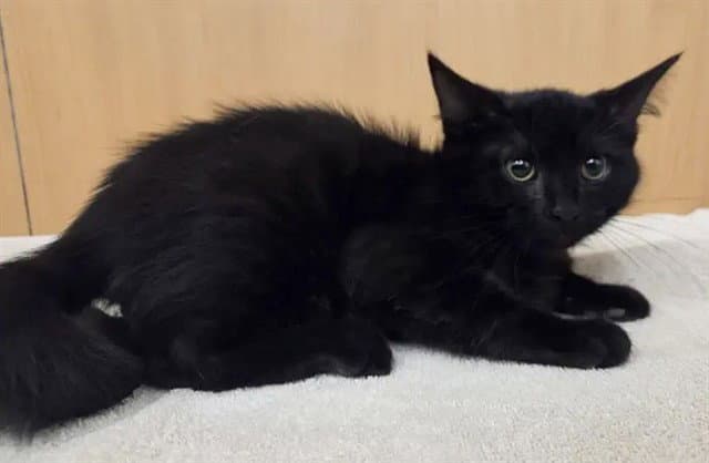 Cronus - Domestic Short Hair