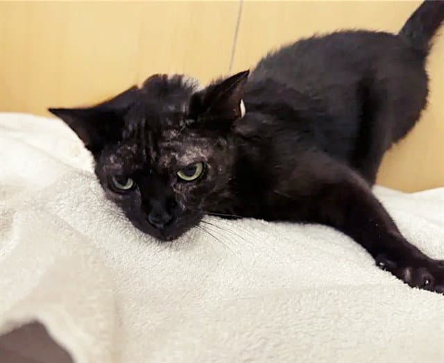 Cheesewhiz - Domestic Short Hair