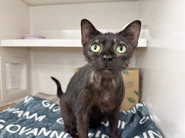 Cheesewhiz - Domestic Short Hair