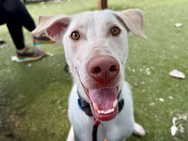 Iceman - Labrador Retriever