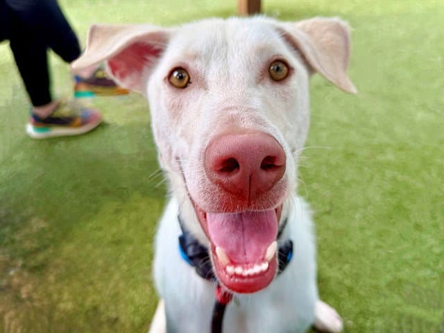 Iceman - Labrador Retriever