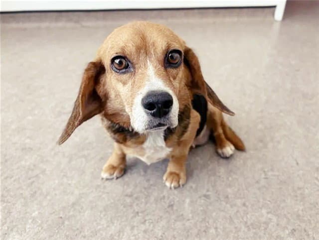 Lucy - Beagle