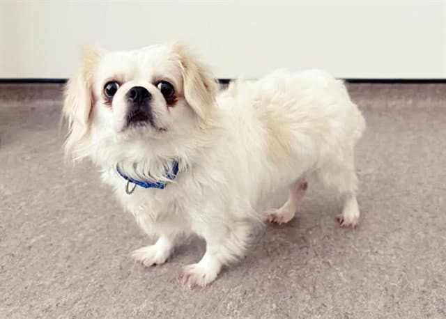 Snowball - Pekingese
