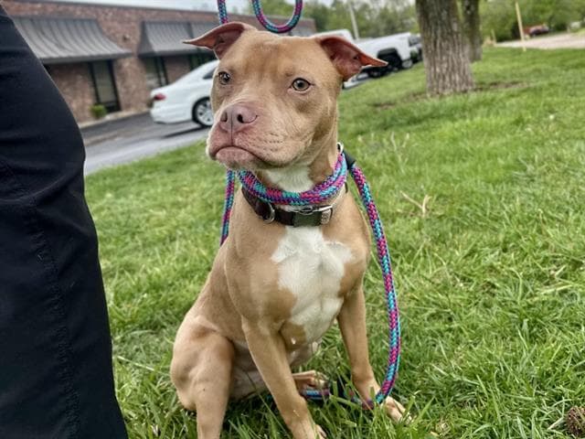 Jada - Pit Bull Terrier