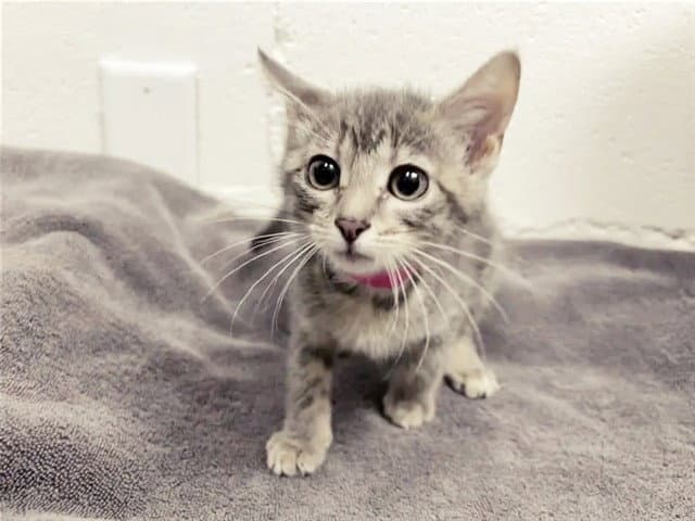 Phoebe - Domestic Short Hair