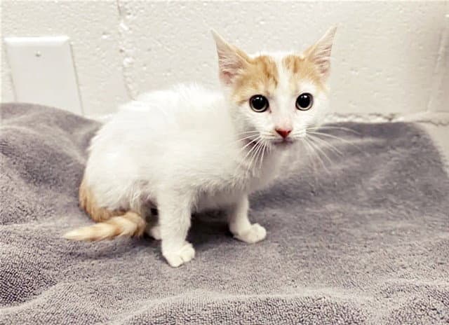 Delilah Jones - Domestic Short Hair