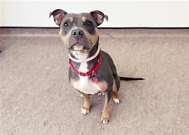 Kita - Pit Bull Terrier
