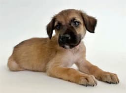 Andie image 1
