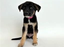 Pooches image 1