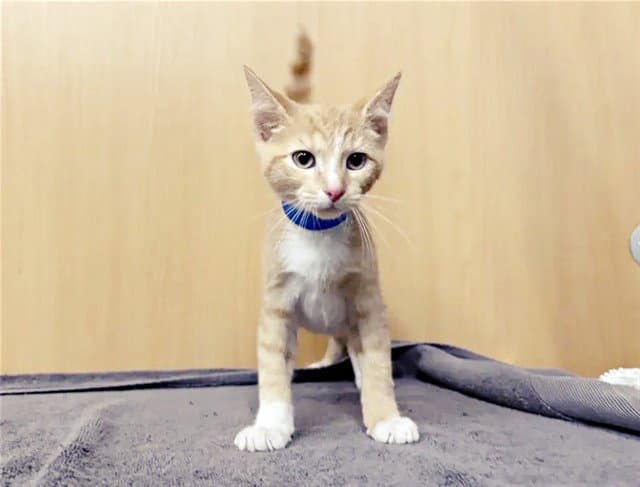 Julius - Domestic Short Hair