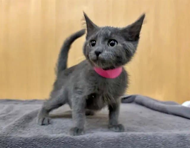 Misty - Domestic Short Hair