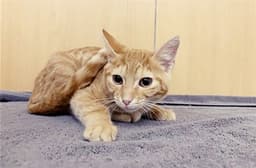 Finnigan image 1