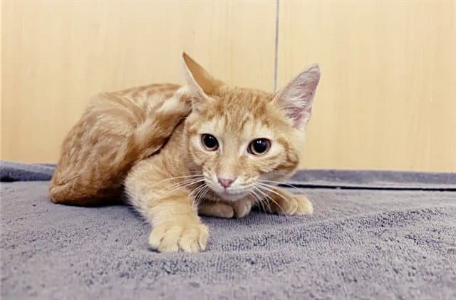 Finnigan - Domestic Short Hair