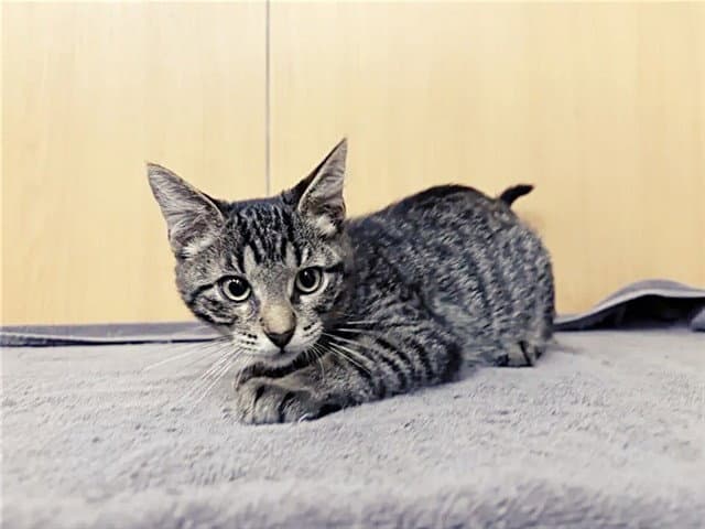 Siren - Domestic Short Hair