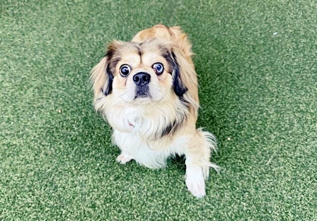 Chewy - Pekingese