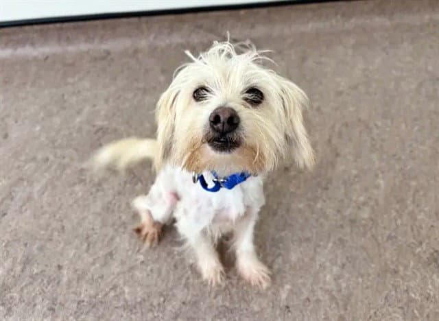 Harmony - Maltese