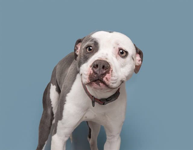Nino - Pit Bull Terrier