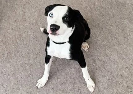 Cooper - Pit Bull Terrier