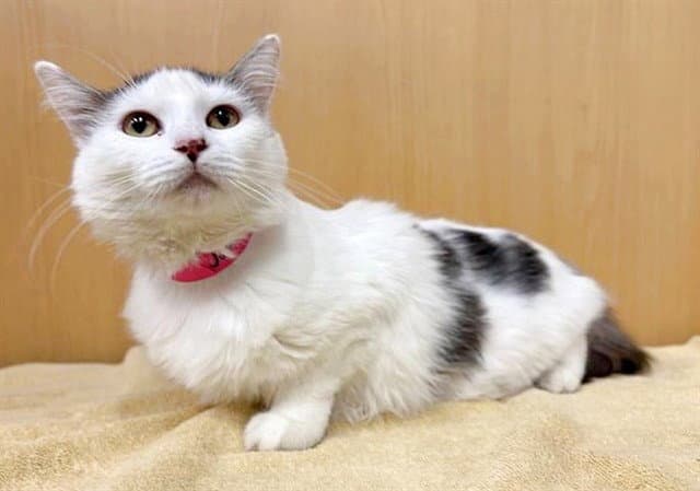 Jersey - Domestic Long Hair