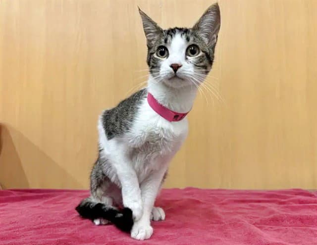 Minnie - Domestic Short Hair