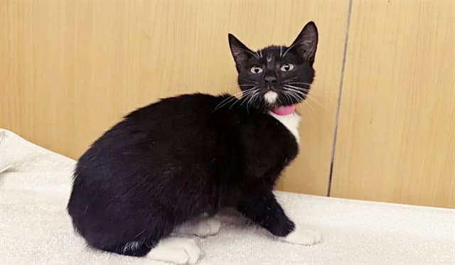 Toes - Domestic Short Hair