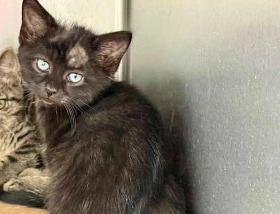 Santiago - Domestic Short Hair