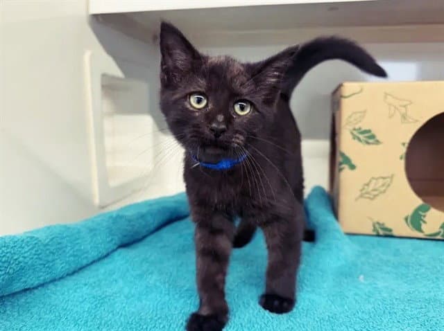 Santiago - Domestic Short Hair