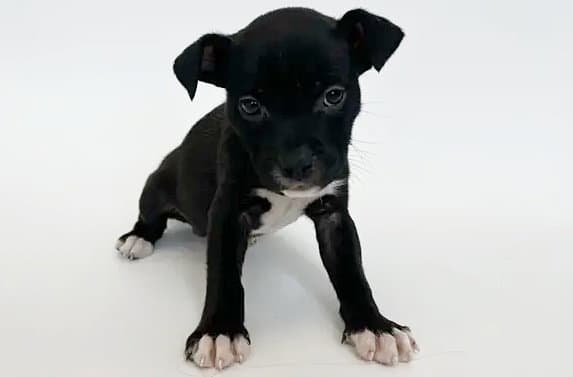 Tiger - Pit Bull Terrier