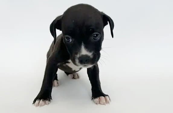 Dragon - Pit Bull Terrier