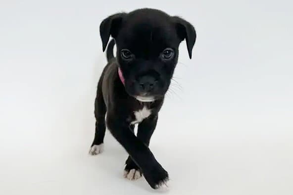 Monkey - Pit Bull Terrier