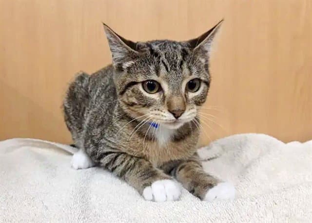 Mars - Domestic Short Hair