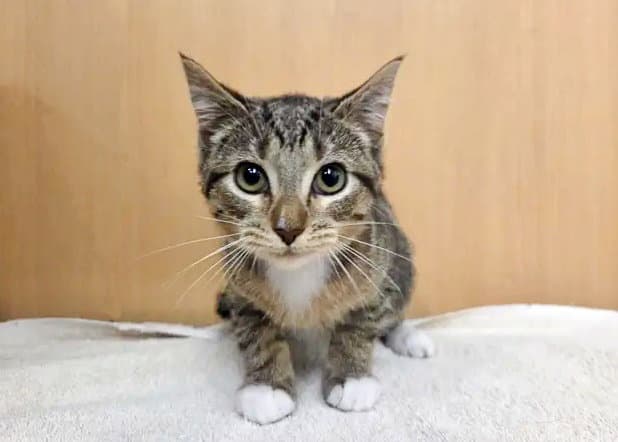 Jupiter - Domestic Short Hair