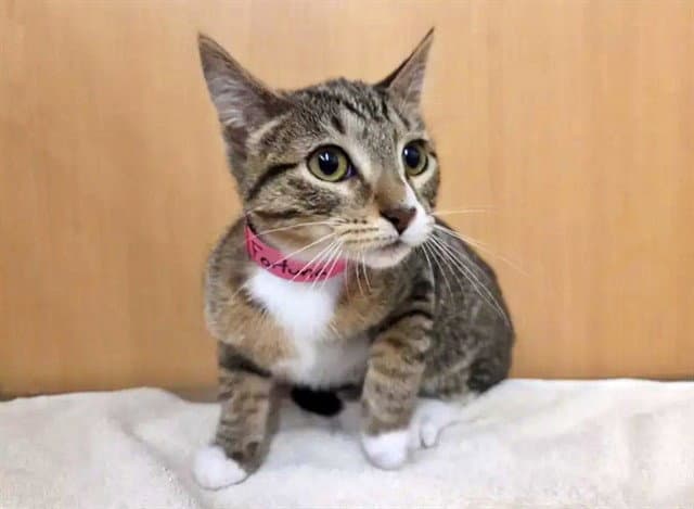Fortuna - Domestic Short Hair
