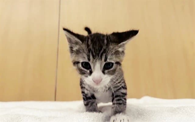 Maverick - Domestic Short Hair