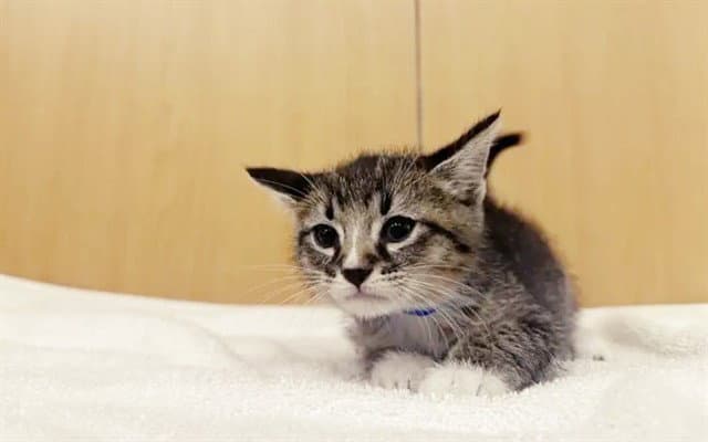 Goose - Domestic Short Hair