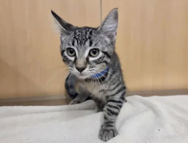 Kenickie - Domestic Short Hair