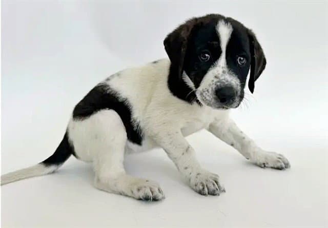 Bowie - Terrier