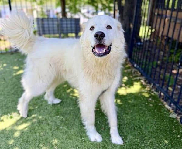 Rascal - Great Pyrenees