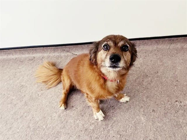 Chica - Terrier