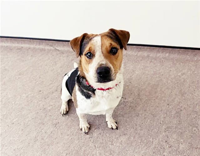 Bubba - Australian Cattle Dog/Blue Heeler