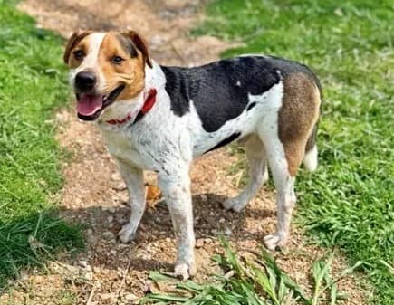 Bubba - Australian Cattle Dog/Blue Heeler